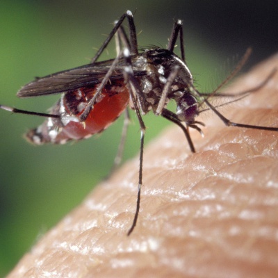 Bodnutí od komárů a jiného hmyzu